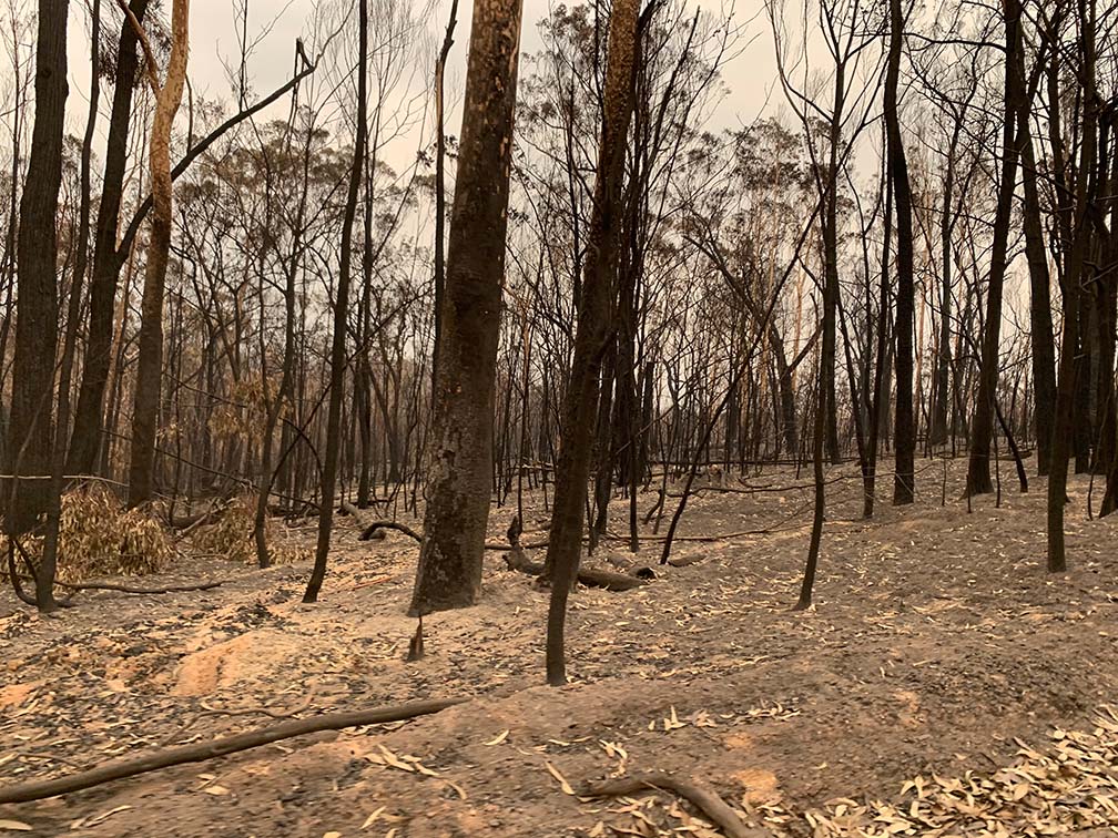 Conservation Habitat loss